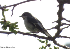 Ficedula semitorquata