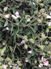 Cistus × skanbergii