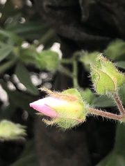 Cistus × skanbergii