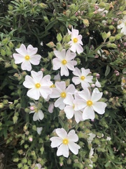 Cistus × skanbergii