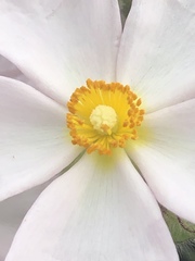 Cistus × skanbergii