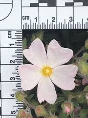Cistus × skanbergii