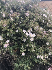 Cistus × skanbergii