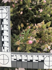 Cistus × skanbergii