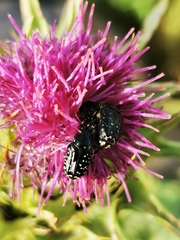 Oxythyrea