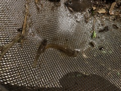 Rhinogobius brunneus