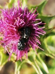 Oxythyrea