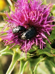 Oxythyrea