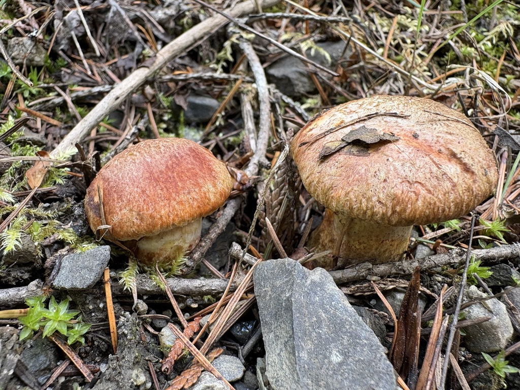 Western Painted Suillus · June 2026 · photo: Photo: (c) sylbobaggins, some rights reserved (CC BY) · iNaturalist