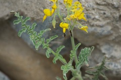 Solanum chilense