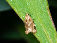 Diplocalyptis
