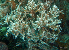 Ophiothela