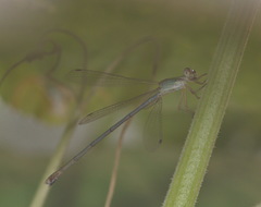 Lestes concinnus