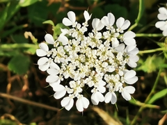 Artedia squamata