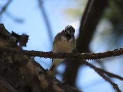 Vireo plumbeus montanus