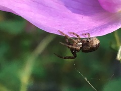 Xysticus montanensis