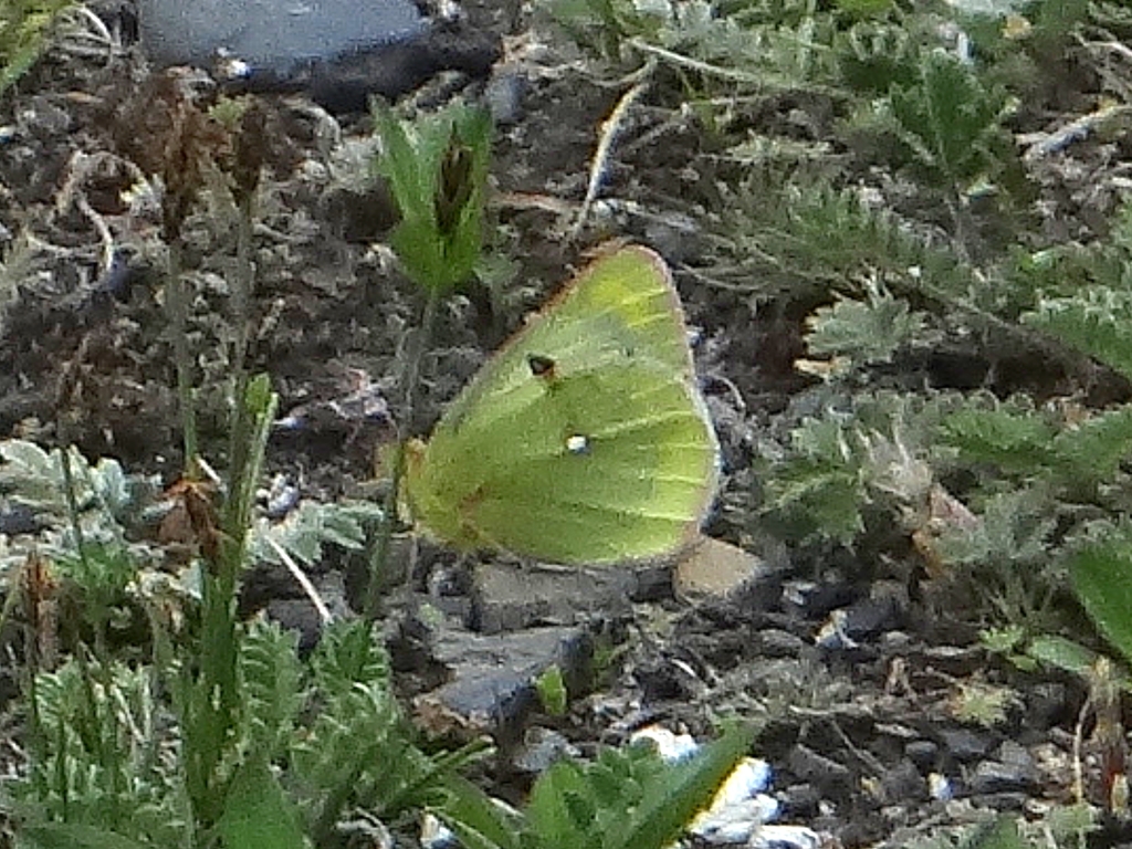 Colias montium