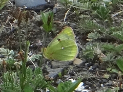 Colias montium