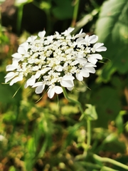 Artedia squamata