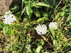 Artedia squamata