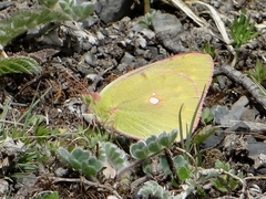 Colias fieldii