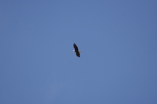 Bald Eagle photographed in Oklahoma