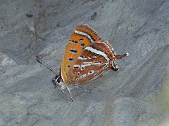 Lycaena li