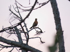Turdus rufitorques
