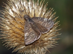 Erynnis pelias