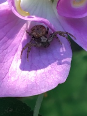 Xysticus montanensis