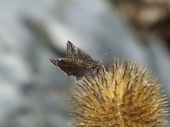 Erynnis pelias