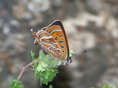 Lycaena li