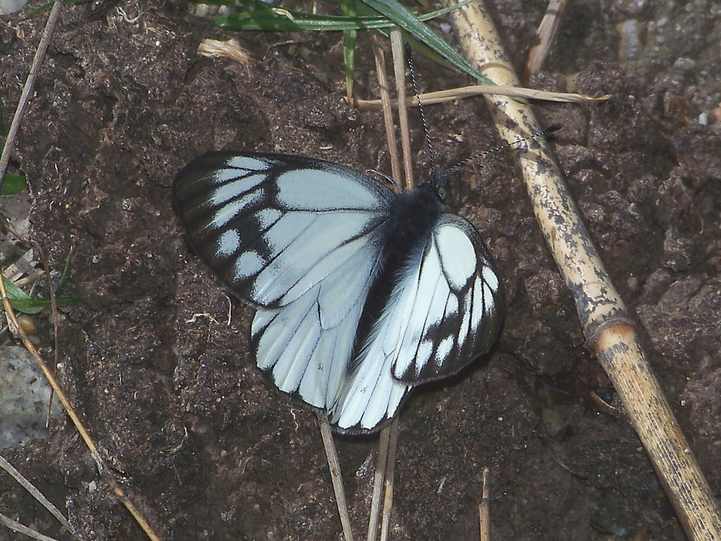 Pieris dubernardi