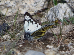 Pieris dubernardi