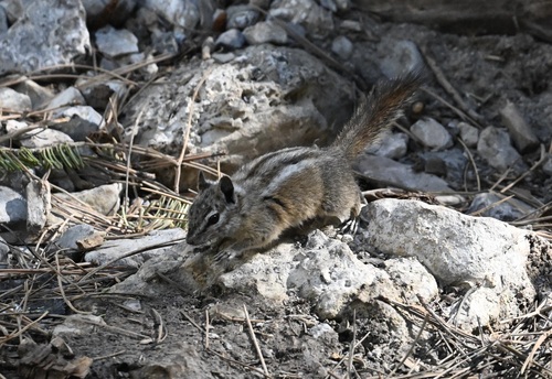 Palmer's Chipmunk observed by lonnyholmes