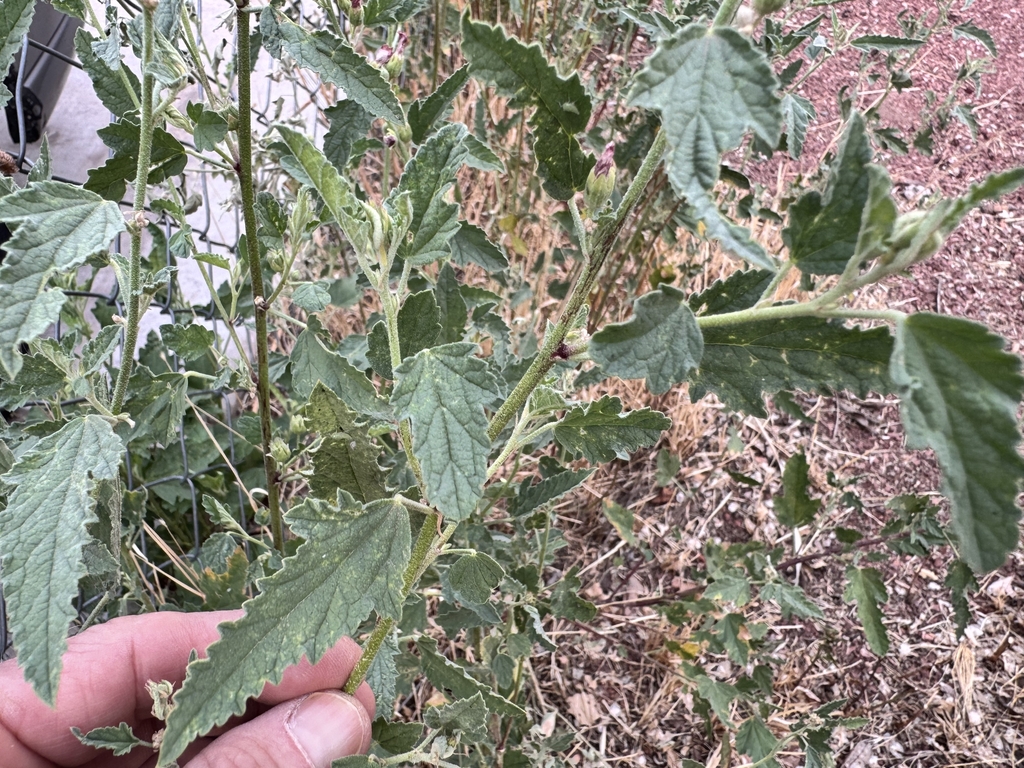 Sphaeralcea fendleri; photograph (c) Matt Lavin, some rights reserved (CC BY-SA)