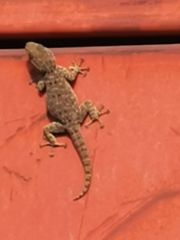 Ptyodactylus puiseuxi