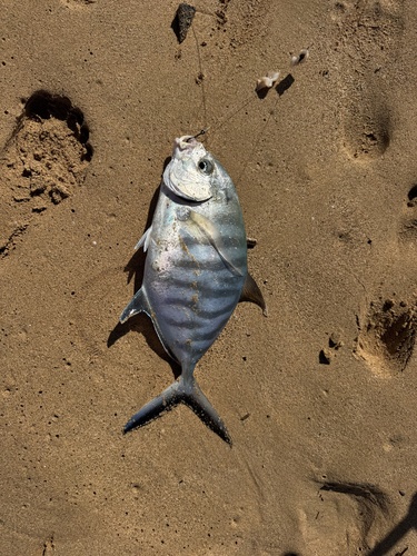 Carangoides ferdau, 2026-06-13