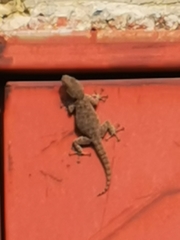 Ptyodactylus puiseuxi