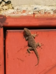 Ptyodactylus puiseuxi