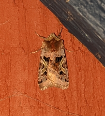 Cerastis enigmatica
