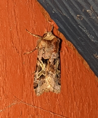 Cerastis enigmatica