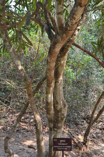 Hydnocarpus annamensis
