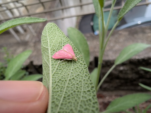 Inornate Pyrausta Moth