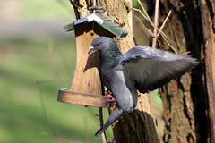 Columba livia domestica