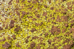 Acarospora schleicheri