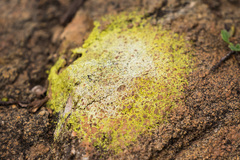 Acarospora schleicheri