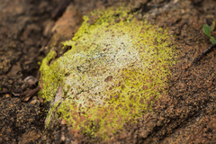 Acarospora schleicheri