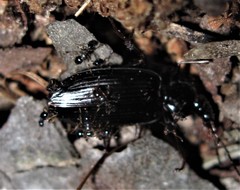 Pheidole metallescens