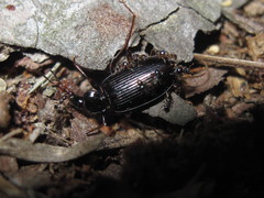 Pheidole metallescens